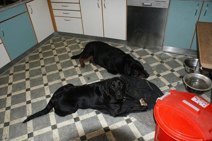 Rottweiler Rocky *HIMMELHUND* - Rocky med legekammerat/kæresten Cille billede 12