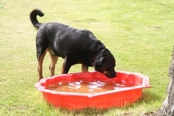 Rottweiler Rocky *HIMMELHUND* - Rocky drikker vand fra hans "hundepool" billede 13