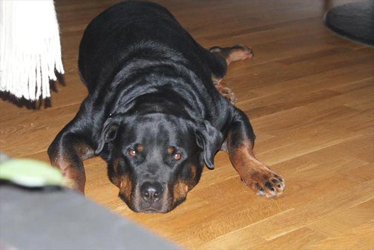 Rottweiler Rocky *HIMMELHUND* - Han kunne se SÅ ynkelig ud..... billede 1
