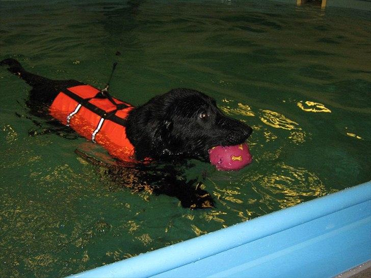 Blanding af racer Boss - svømmetur for første gang 

Nov. 2011 billede 5