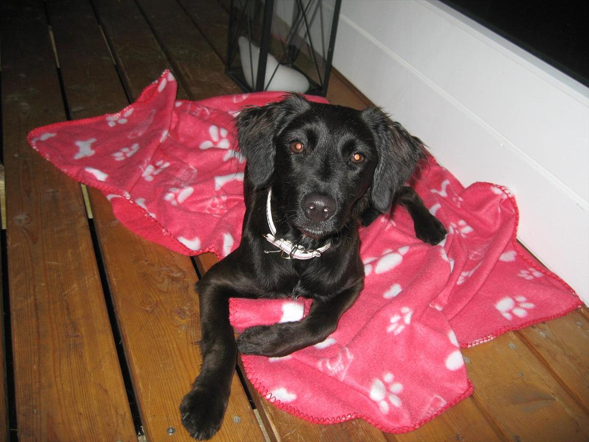 Markiesje Shedy-Lady - nurrr skat billede 2