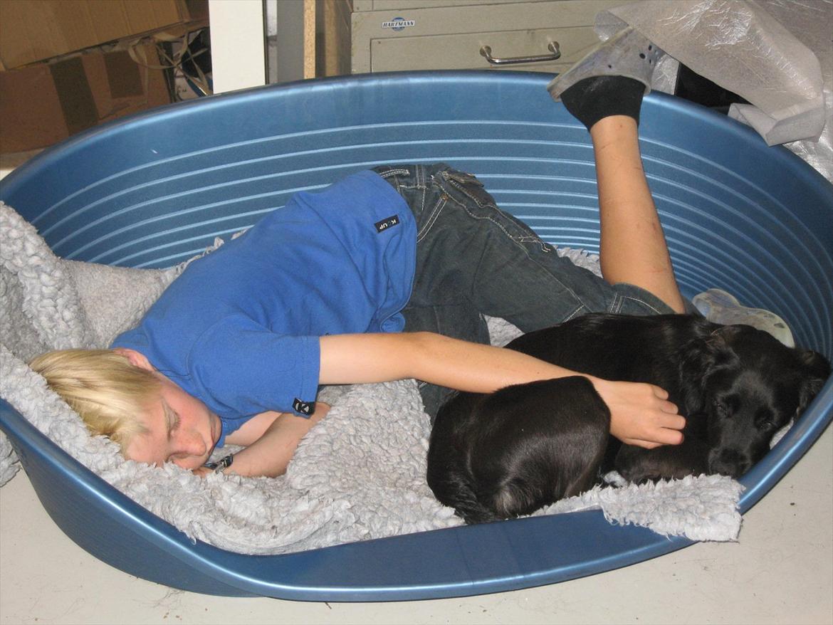 Markiesje Shedy-Lady - min lillerbror og shedy sover i min kusines hunds kurv (emma &bodi hedder de her inde i kan også finde dem i mine venner billede 3