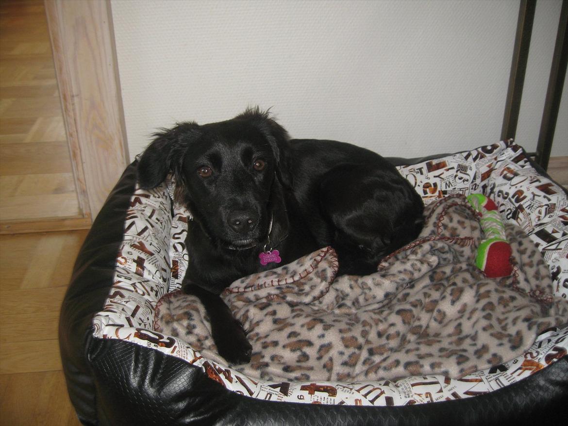 Markiesje Shedy-Lady - tøsen i sin anden kurv billede 4