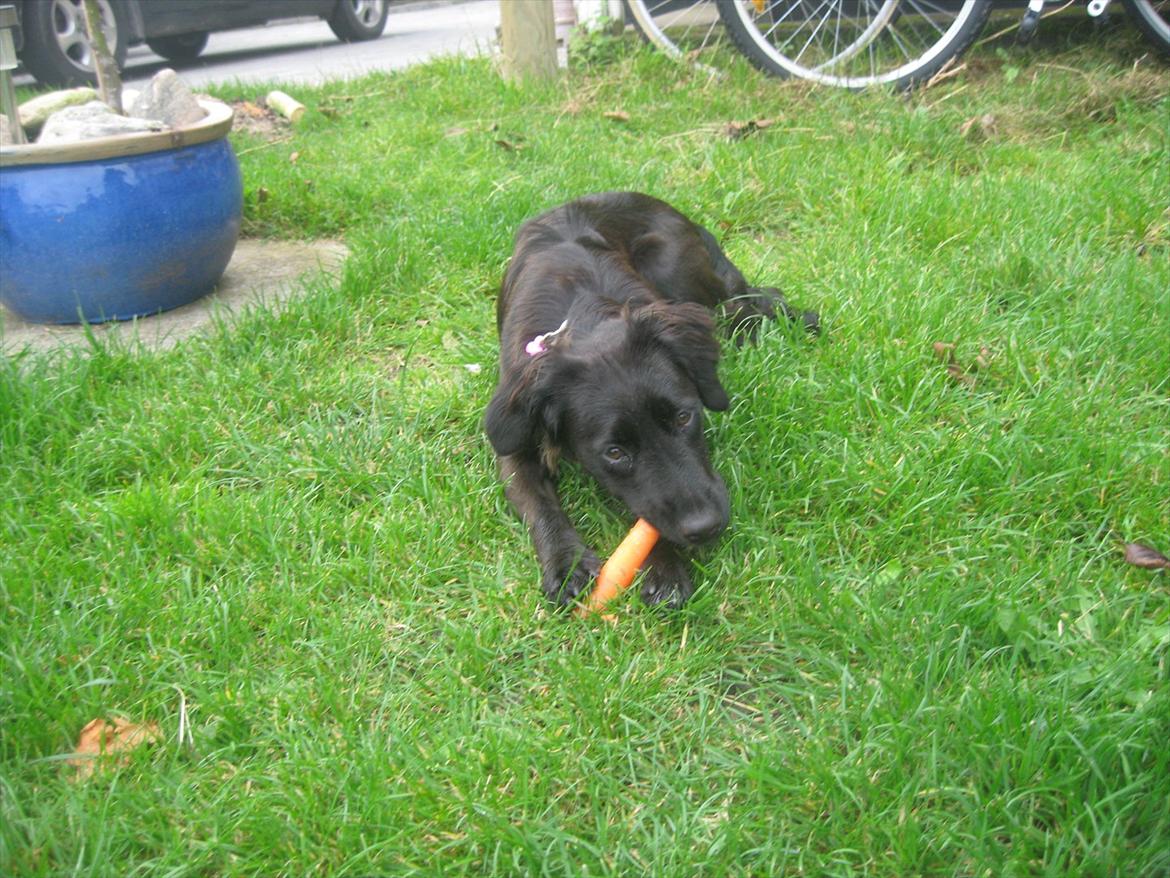 Markiesje Shedy-Lady - hun æder en gulerod billede 5