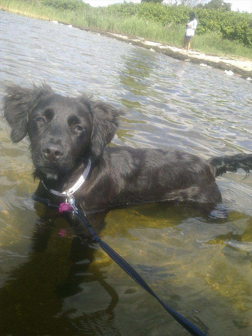 Markiesje Shedy-Lady - Shedy i vandet for første gang elsker det billed billede 6