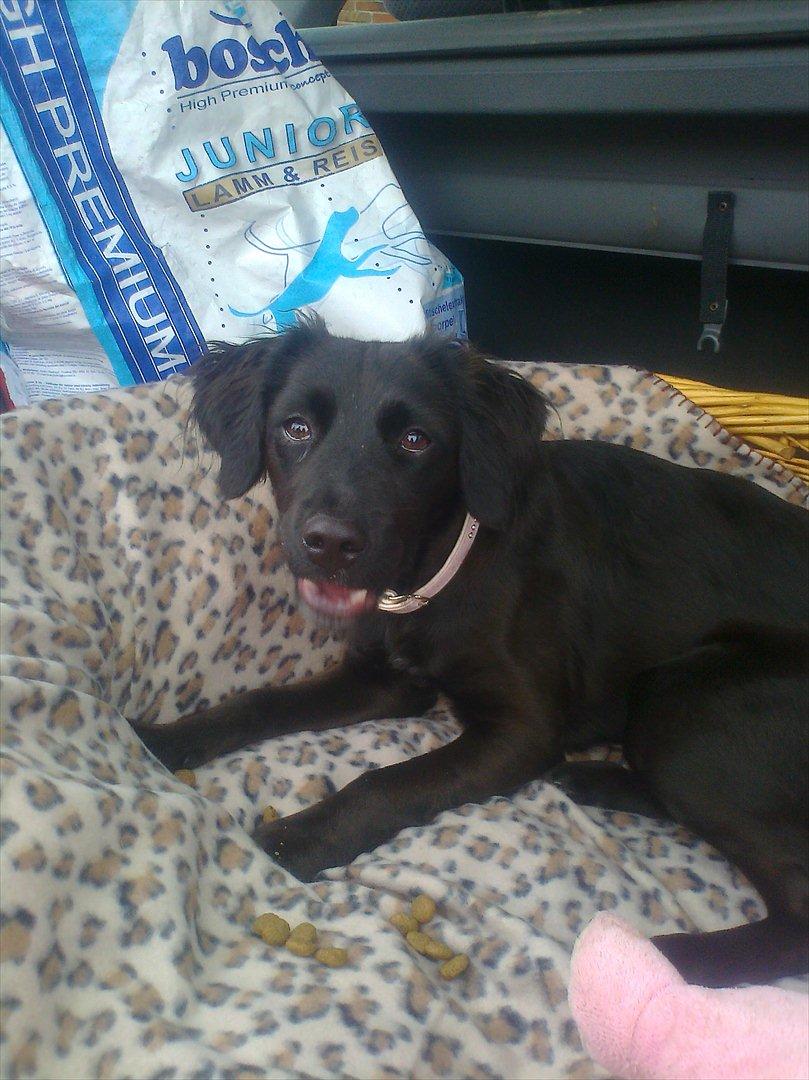 Markiesje Shedy-Lady - det første billied jeg tog af hende billede 8