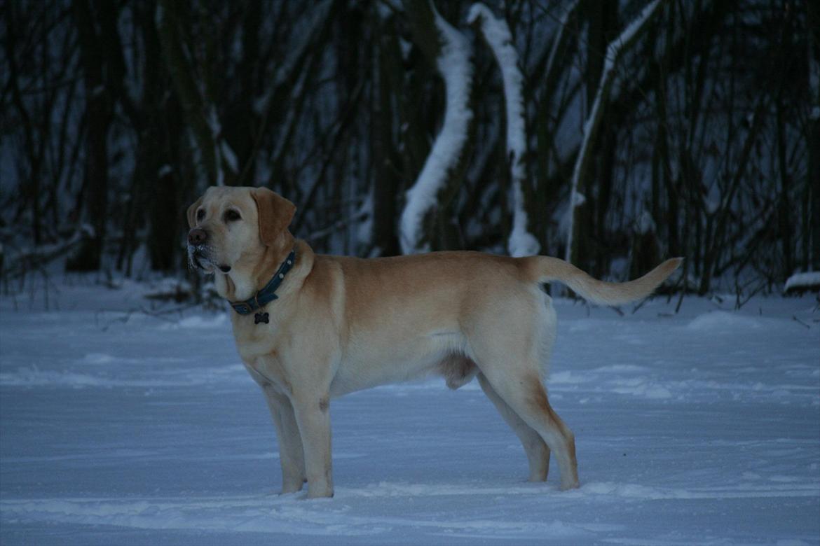 Labrador retriever Zazu billede 15