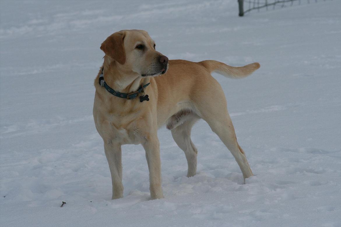 Labrador retriever Zazu billede 16