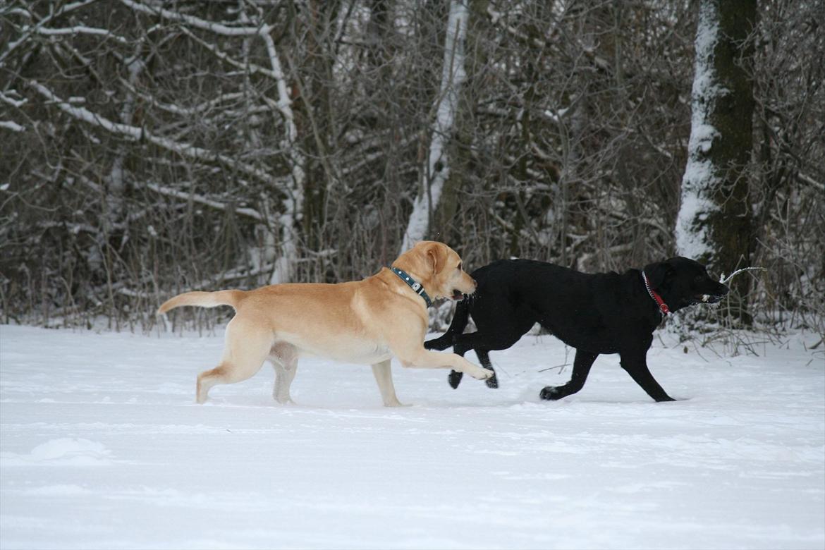 Labrador retriever Zazu billede 17