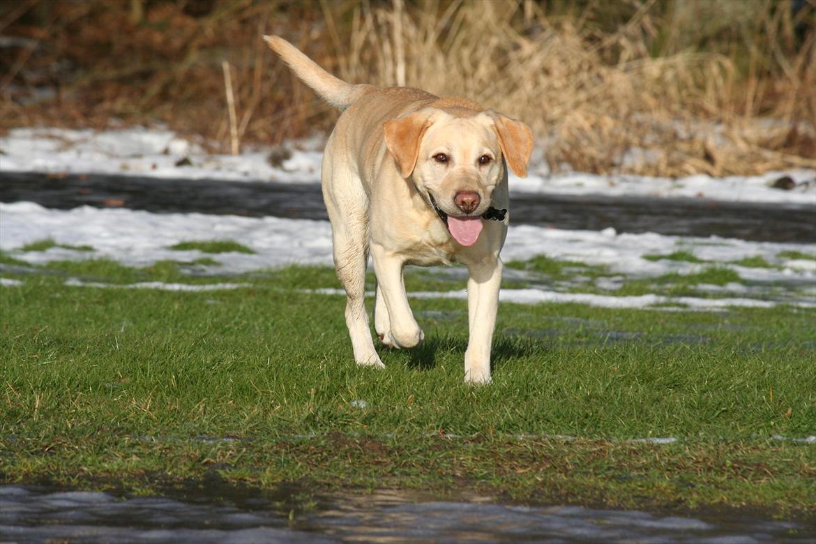Labrador retriever Zazu billede 18