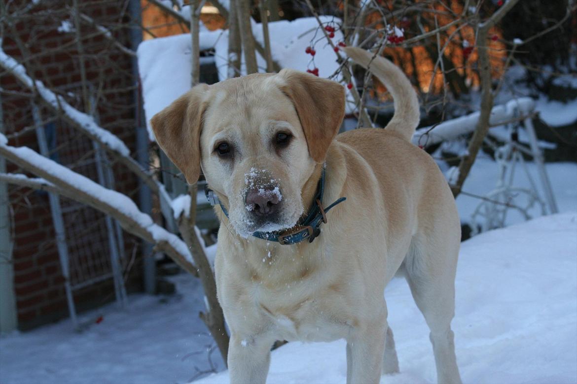 Labrador retriever Zazu billede 1