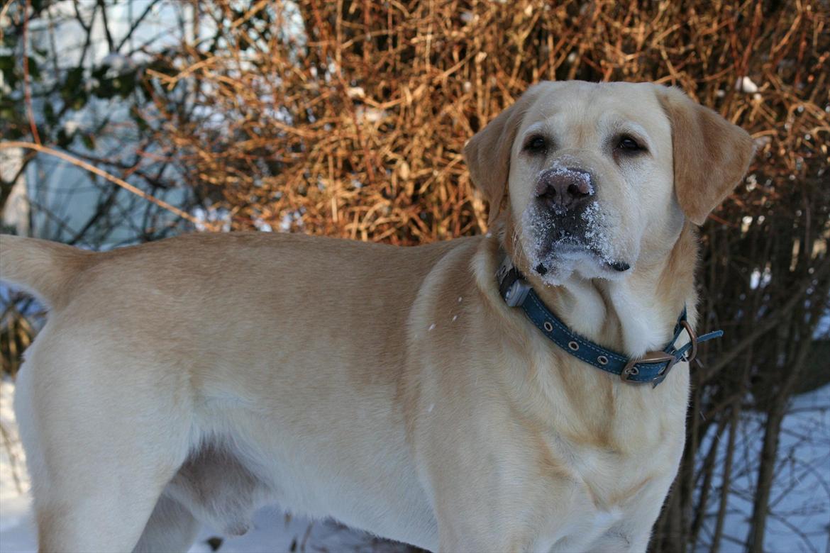 Labrador retriever Zazu billede 19