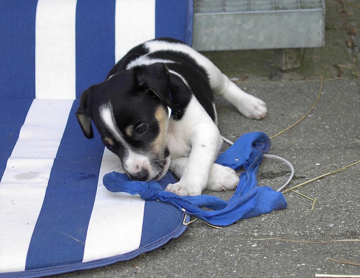 Dansk svensk gaardhund Gismo billede 9