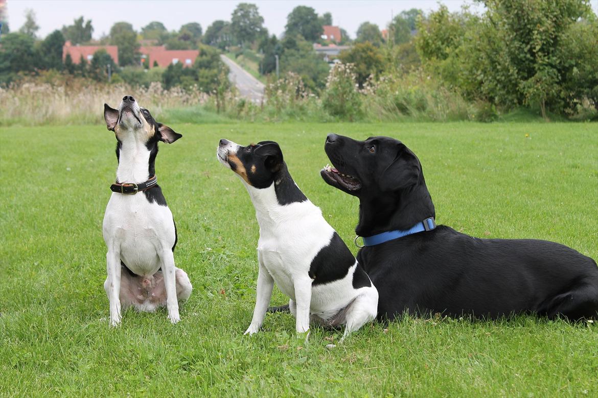 Dansk svensk gaardhund Gismo billede 3
