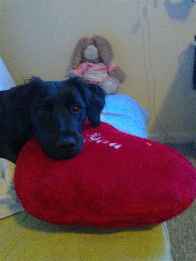 Markiesje Shedy-Lady - Shedy ligger på min hjete pude billede 9