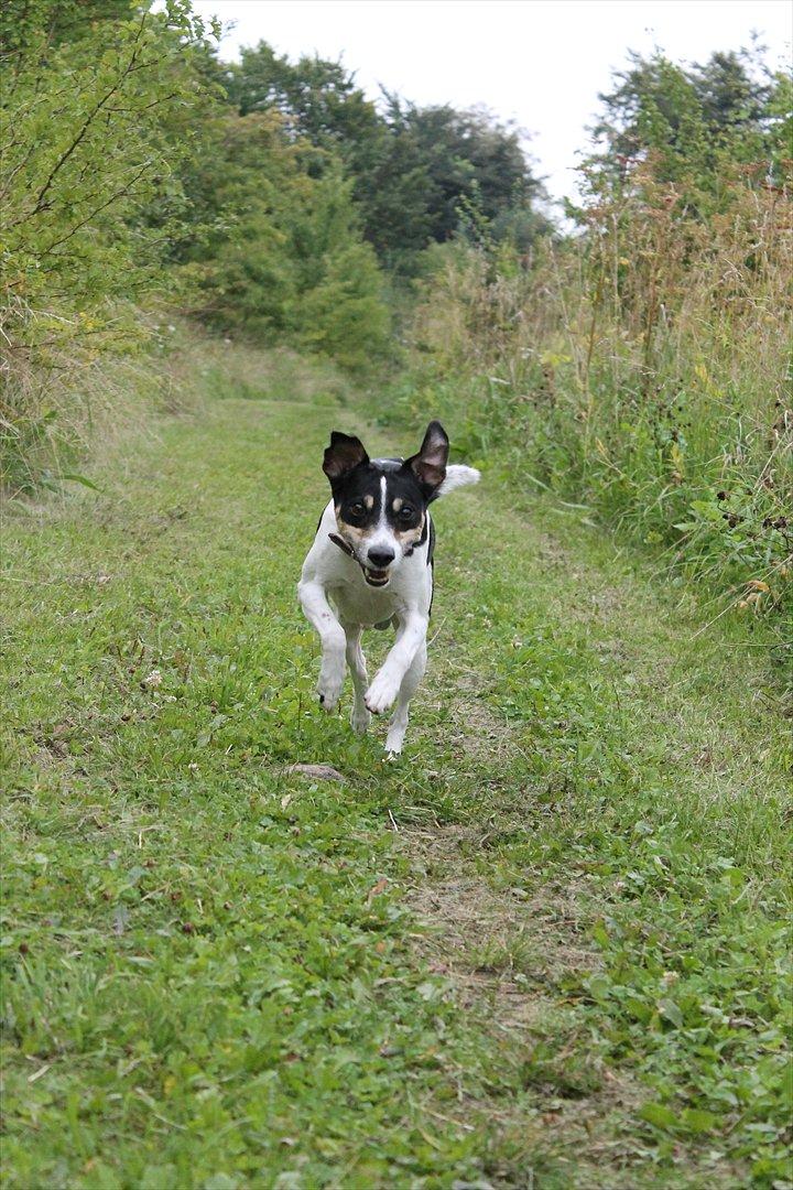 Dansk svensk gaardhund Gismo billede 6