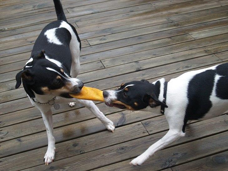 Dansk svensk gaardhund Gismo - Leger med Freya billede 7