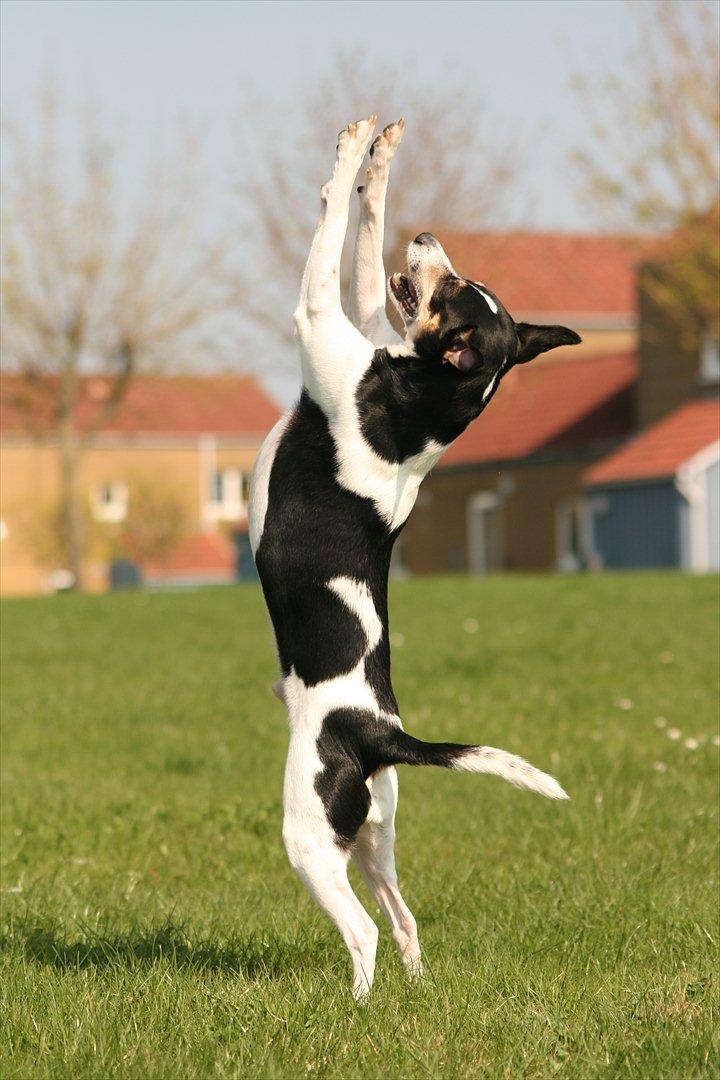 Dansk svensk gaardhund Gismo billede 1