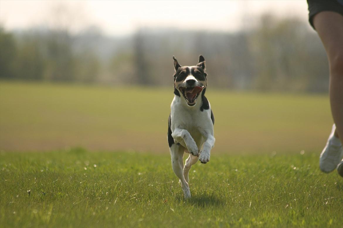 Dansk svensk gaardhund Gismo billede 11