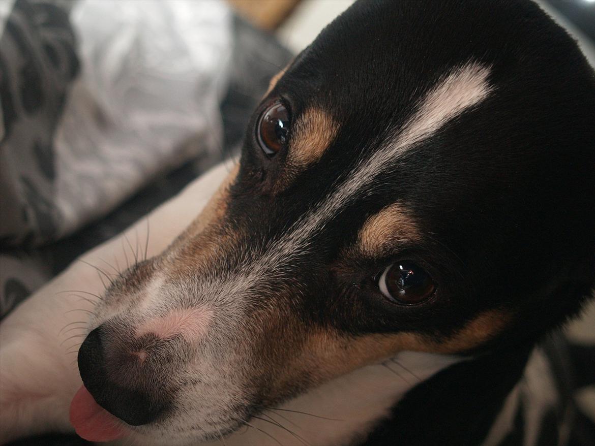 Dansk svensk gaardhund Gismo billede 10