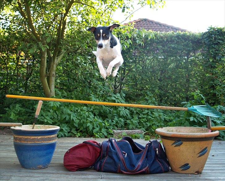 Dansk svensk gaardhund Gismo billede 12