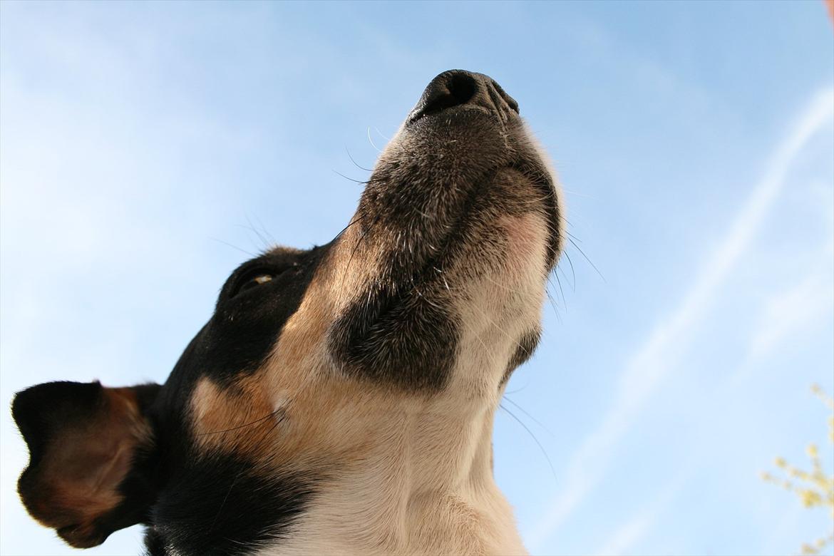 Dansk svensk gaardhund Gismo billede 13
