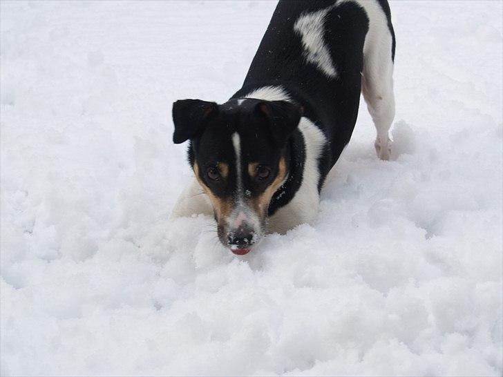 Dansk svensk gaardhund Gismo billede 14