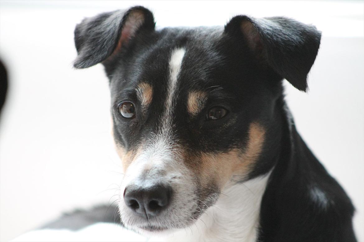 Dansk svensk gaardhund Gismo billede 15