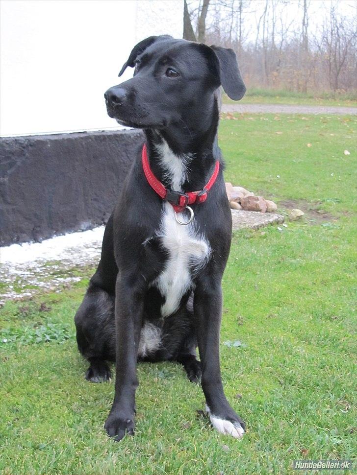 Blanding af racer Vicki - Hjertelig velkommen til Vickis profil! (:  billede 1