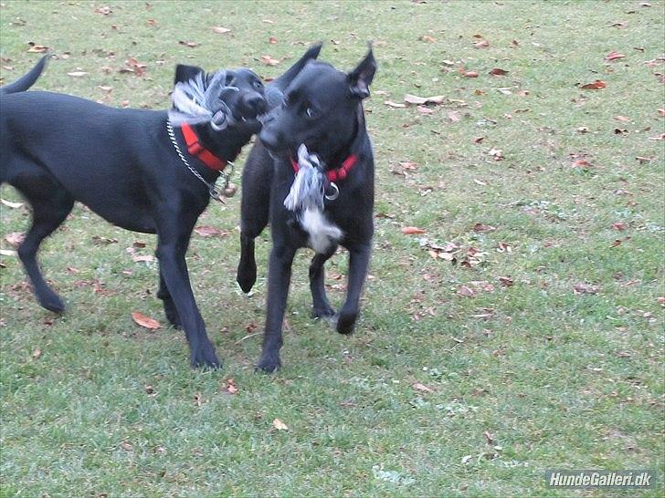 Blanding af racer Vicki - Leger med Delta! (:  billede 2