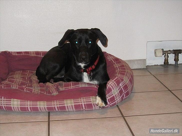 Blanding af racer Vicki - Smukke! billede 4