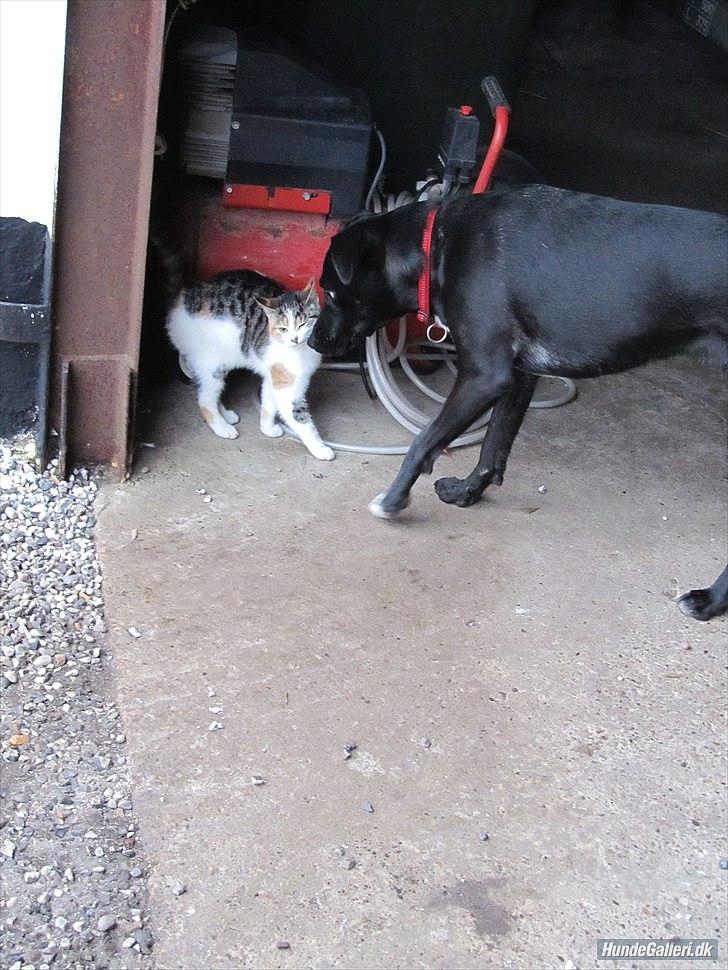 Blanding af racer Vicki - Vicki & katten Beta. (:  billede 6