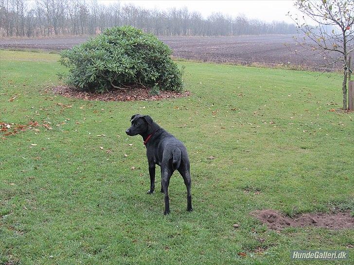 Blanding af racer Vicki - Vicki viser gården frem! (: billede 7