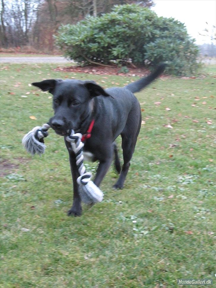 Blanding af racer Vicki - Vi træner aport. (:  billede 8