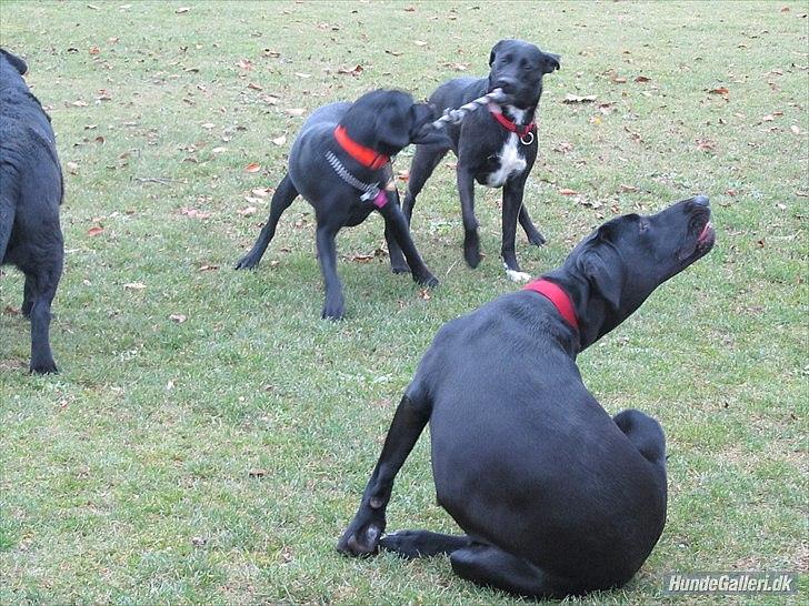 Blanding af racer Vicki - Alle hundene leger. (:  billede 10