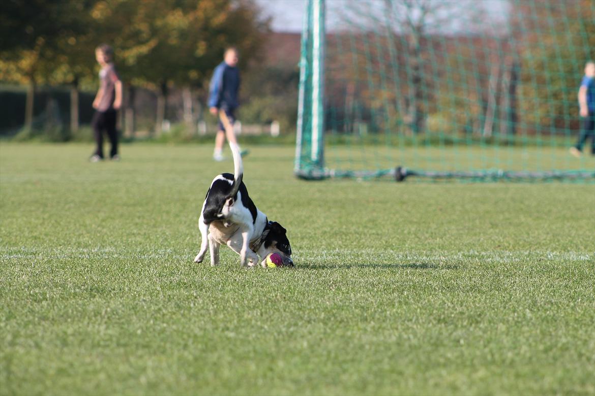 Dansk svensk gaardhund Gismo billede 17