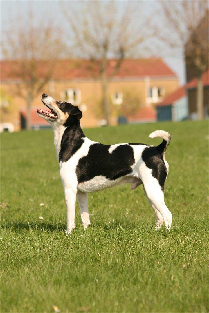 Dansk svensk gaardhund Gismo billede 16
