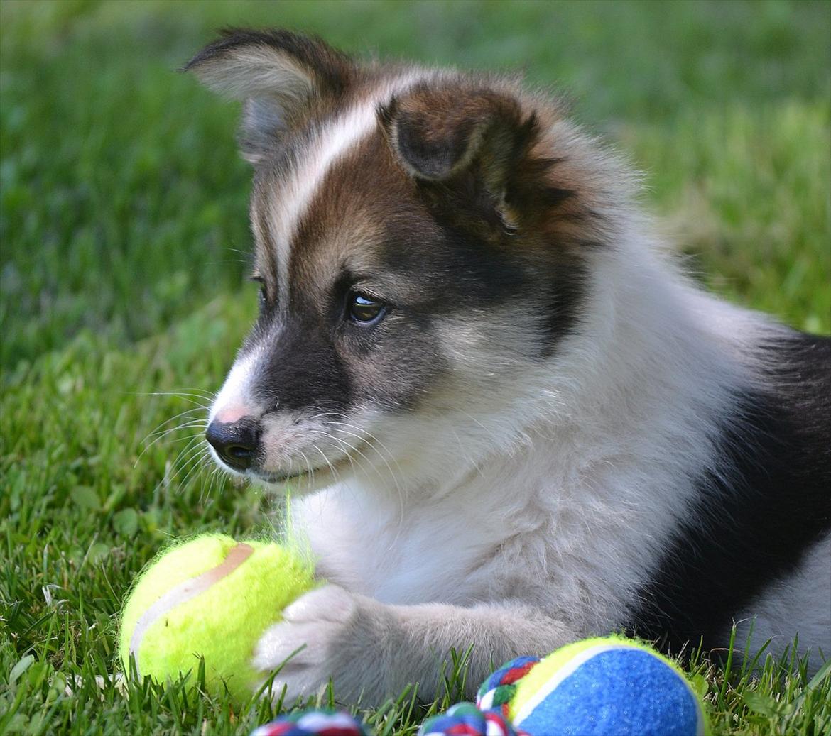Islandsk fårehund Cato - Dagen efter vi havde fået ham:) billede 1