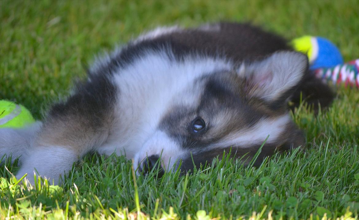 Islandsk fårehund Cato - En slapper efter en god gang leg;) billede 2