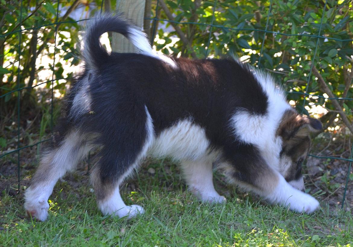 Islandsk fårehund Cato - Cato prøver at finder et hul i hegnet hvor han kan komme du:) billede 3