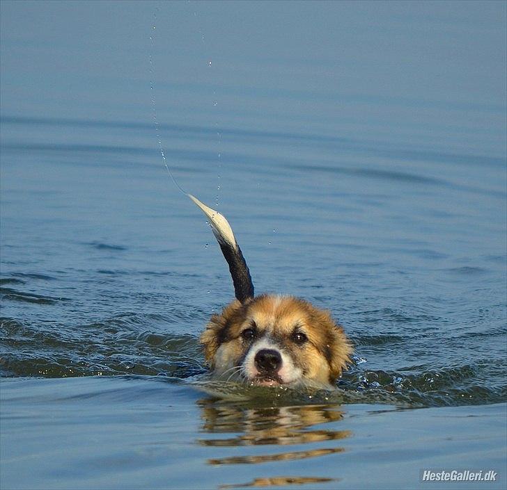 Islandsk fårehund Cato - Cato ude og bade den 2 Oktober;D  billede 5