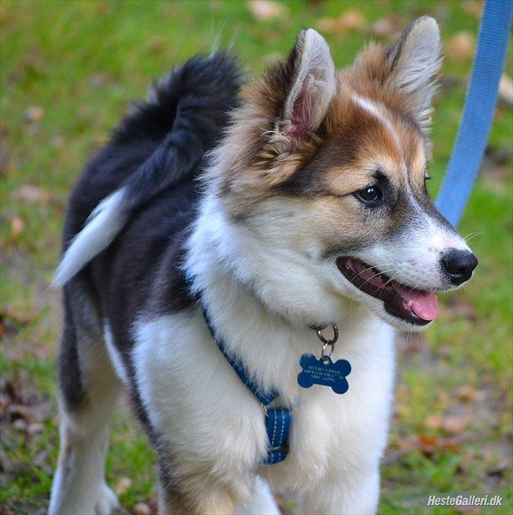 Islandsk fårehund Cato - På vej ned til vandet:) billede 7