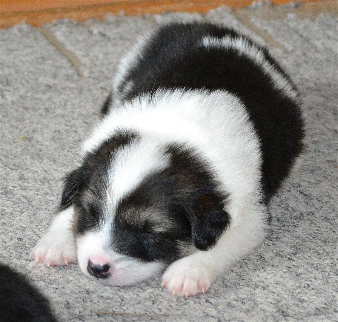 Islandsk fårehund Cato - Cato da vi bar oppe og kigge på ham;)
3 uger gammel:) billede 8