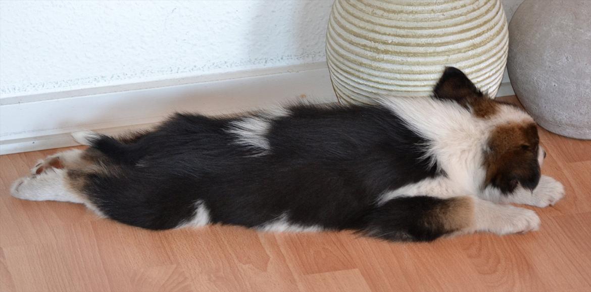 Islandsk fårehund Cato - Så skal der slappes af;) billede 9