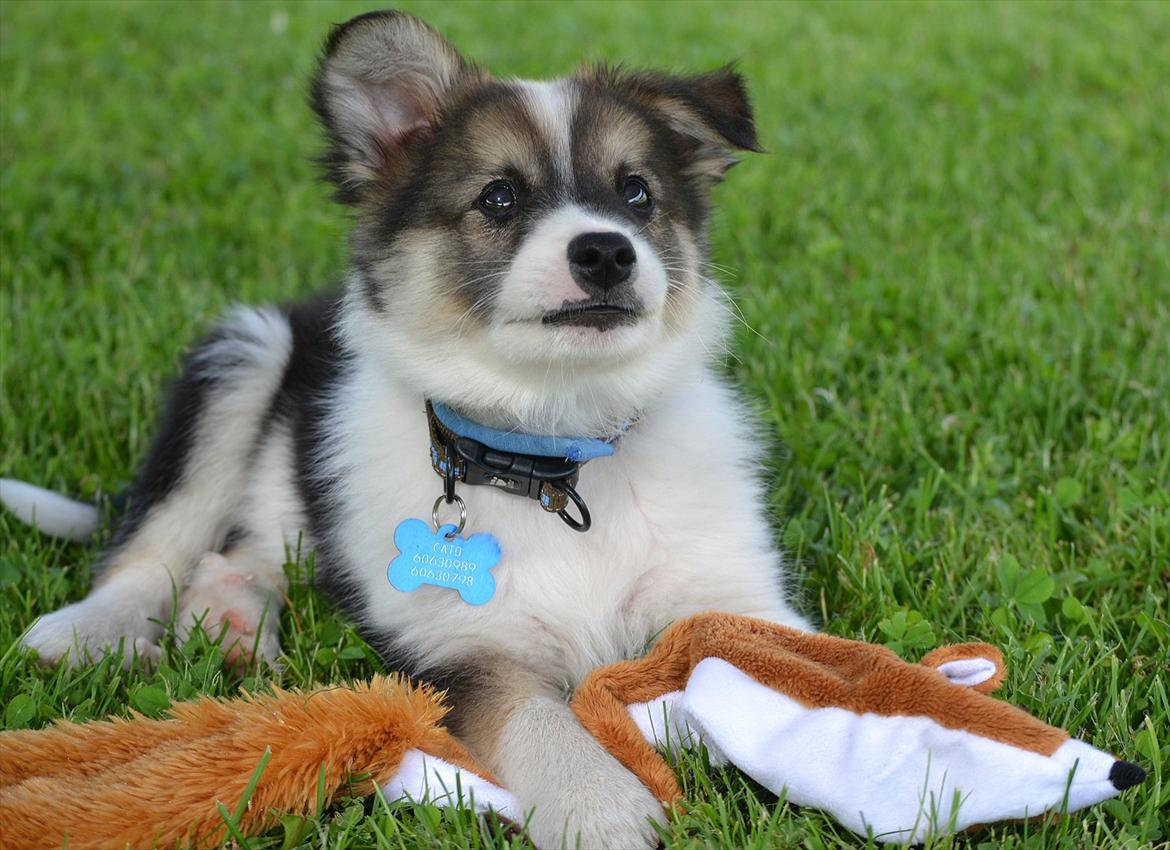 Islandsk fårehund Cato - Cato siger: ''jeg er klar på leg!'' billede 10