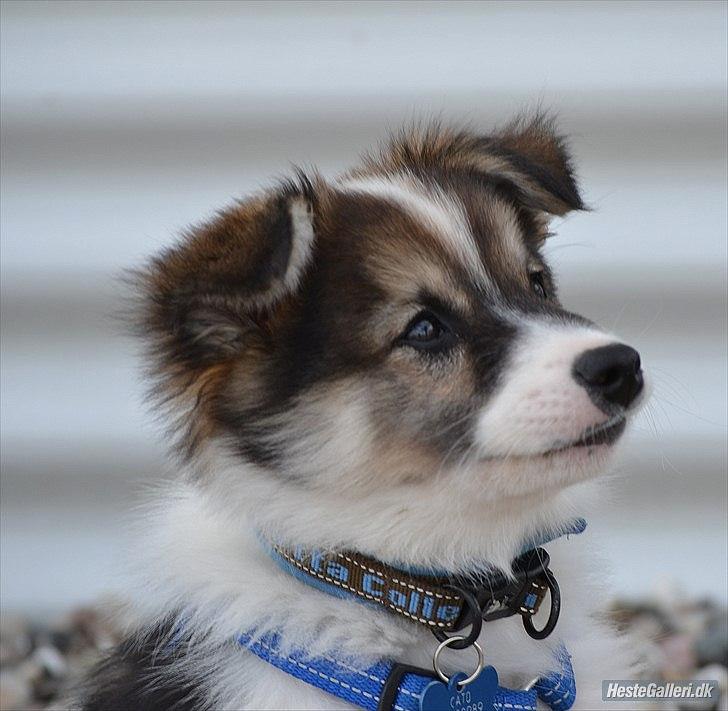 Islandsk fårehund Cato - Cato der sidder og kigger på mig der sidder på min hest:) billede 11