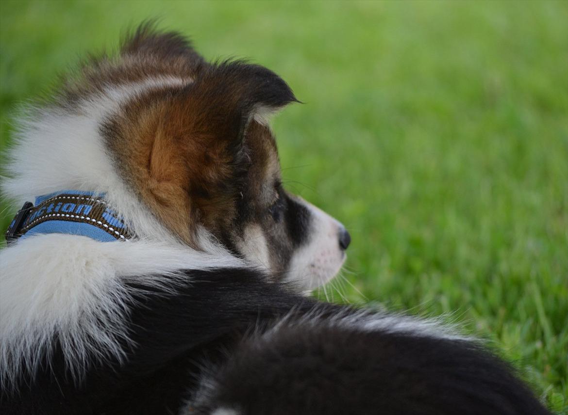 Islandsk fårehund Cato - Når enden er god er alting godt!! ;D
Tak for kigget!!;) billede 13