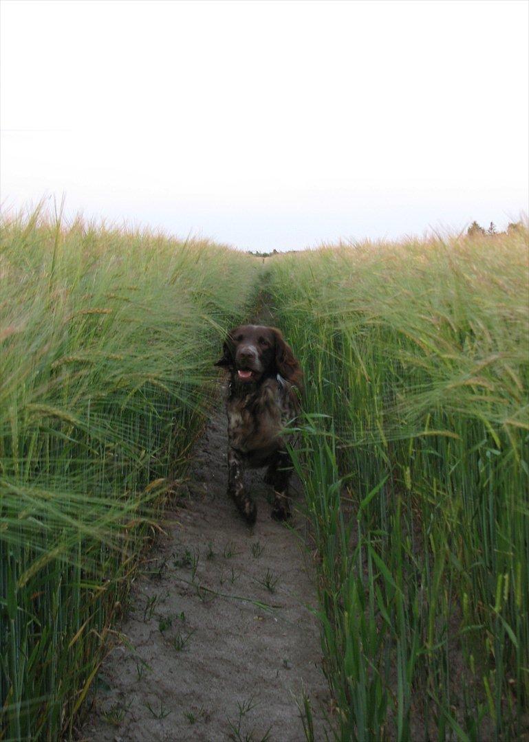 Kleiner münsterländer Astro - I fuld galop billede 9