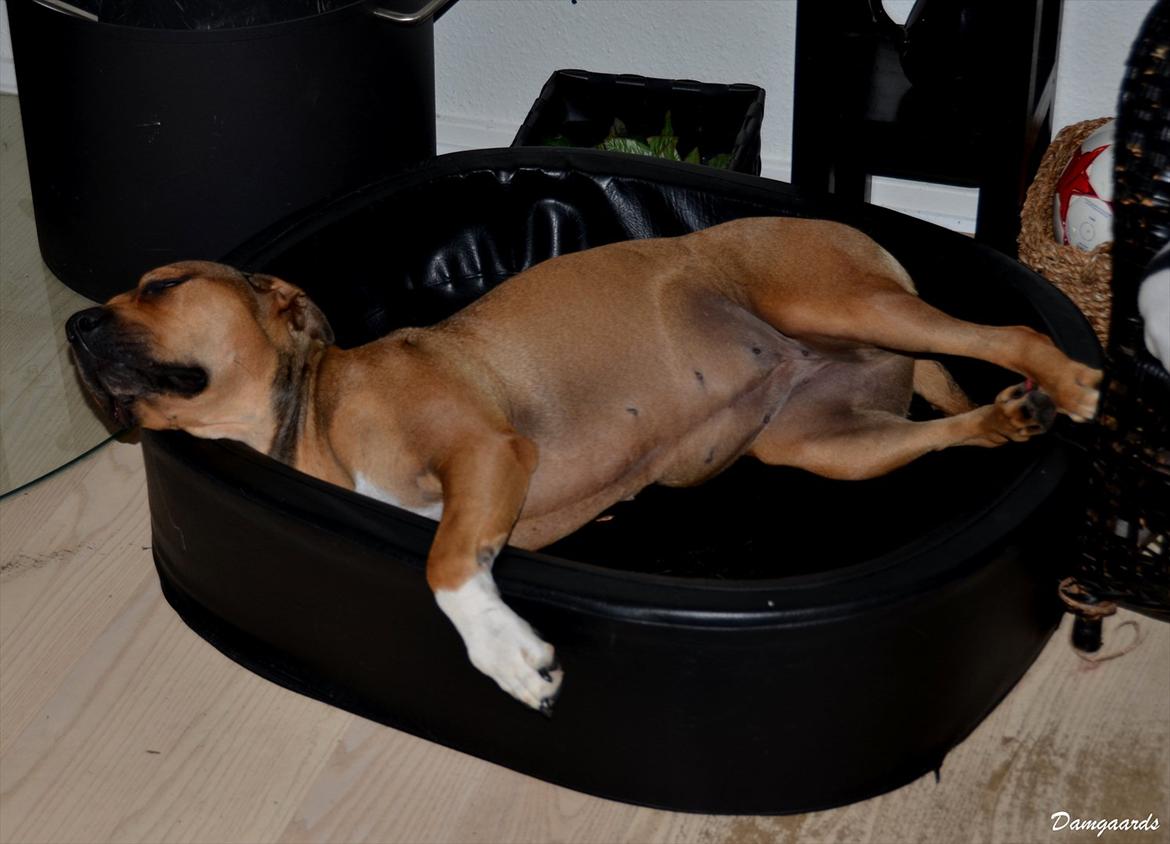 Amerikansk staffordshire terrier Zera billede 3