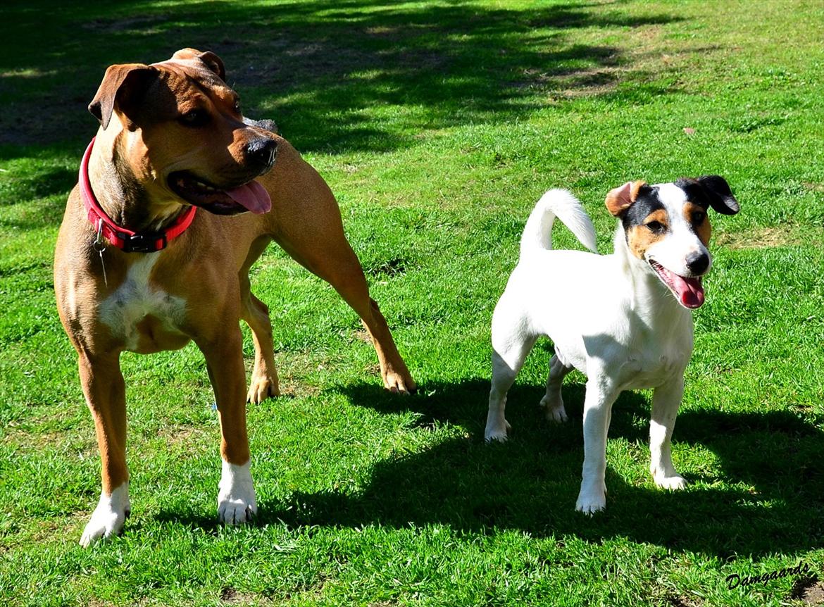 Amerikansk staffordshire terrier Zera billede 4